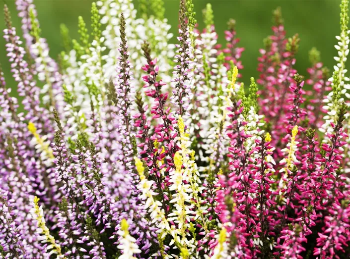 Calluna vulgaris Quattro-Girls®