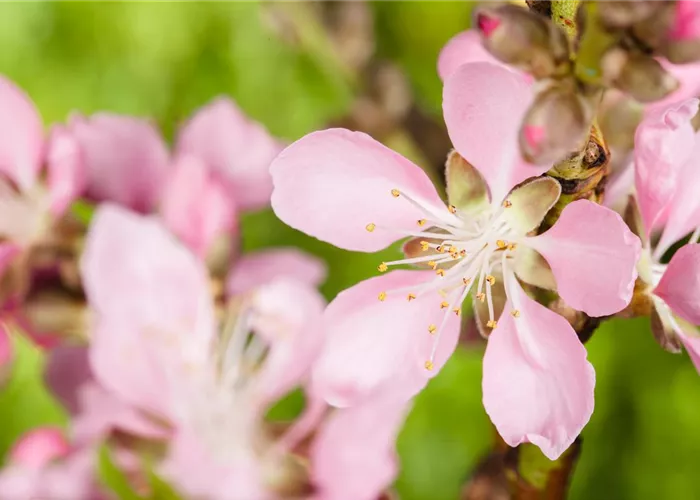 Nüsse und Schalenfrüchte aus Ihrem Garten