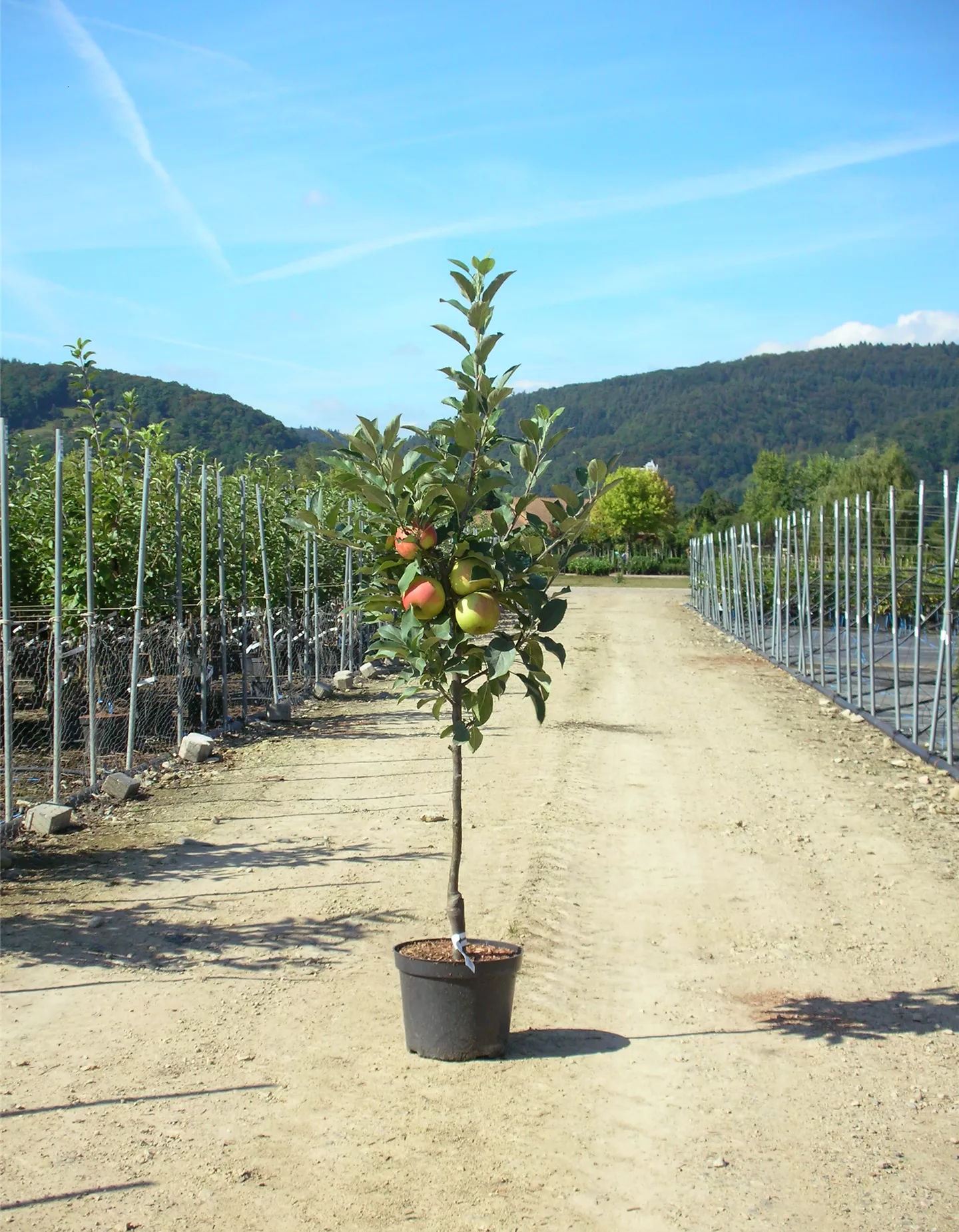 Apfel verschiedene Sorten