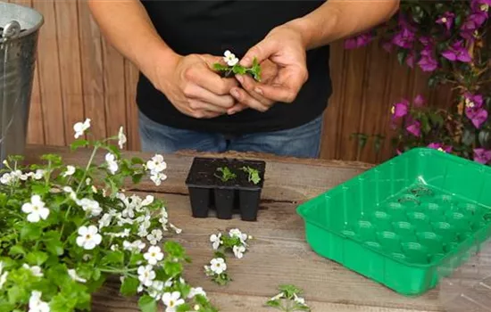 Schneeflockenblume - Vermehren durch Stecklinge