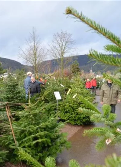 Weihnachtsbäume geschnitten