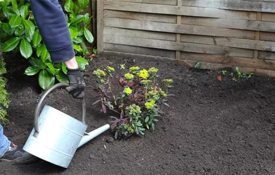 Wolfsmilch - Einpflanzen im Garten