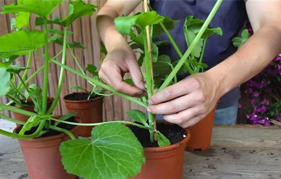 Zucchini - Anzucht Hochbinden