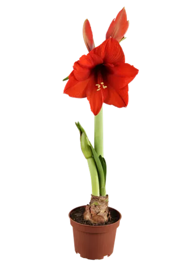 Amaryllis