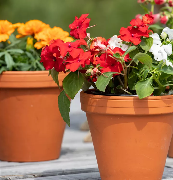 Impatiens walleriana