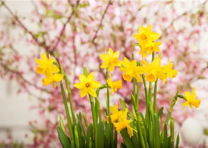 Kleiner Garten – machen Sie ihn groß